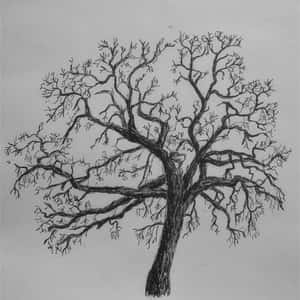 Quercus lobata Sketch Hans Friedl